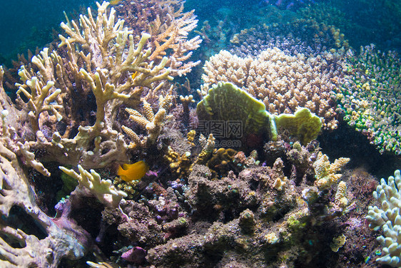 巴厘的水下珊瑚 鱼类和植物异国热带海藻野生动物星星浮潜荒野世界潜水海绵图片