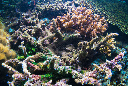 巴厘的水下珊瑚 鱼类和植物野生动物蓝色呼吸管海藻海洋情调水族馆浮潜潜水员乐趣图片