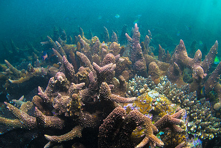 巴厘的水下珊瑚 鱼类和植物乐趣世界潜水海藻异国海洋橙子水族馆潜水员热带图片