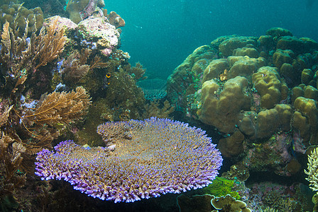 巴厘的水下珊瑚 鱼类和植物海洋荒野野生动物水族馆情调蓝色海绵呼吸管海星异国图片