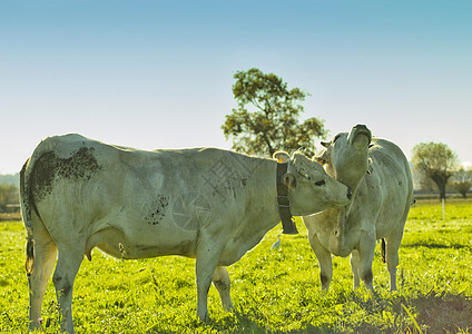 奶牛农业草地场地天空哺乳动物动物奶制品牧场鼻子农村图片