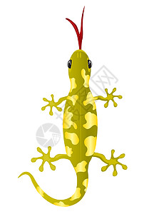 白色背景的蜥蜴情调语言棕色尾巴绘画脚跟皮肤异国鬣蜥动物图片