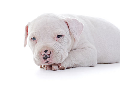 美籍斯塔福德郡小狗白色动物工作室职员宠物犬类哺乳动物猎犬婴儿图片
