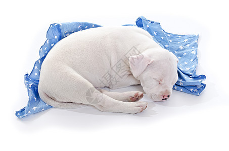 美籍斯塔福德郡白色毯子星星职员工作室婴儿犬类宠物猎犬血统图片