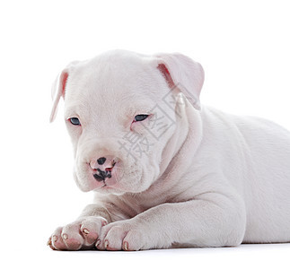 美籍斯塔福德郡小狗犬类品种宠物猎犬职员工作室婴儿动物白色图片