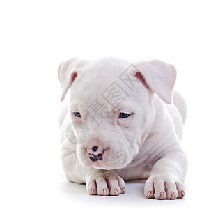美籍斯塔福德郡职员哺乳动物婴儿白色犬类猎犬动物宠物小狗品种图片