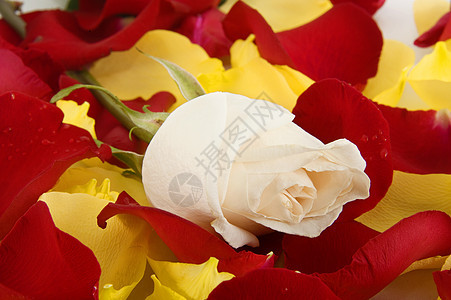 白玫瑰花花瓣植物礼物水平红色叶子活力绿色白色图片