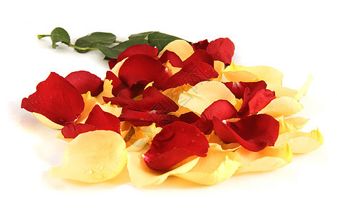 白色背景上的玫瑰花瓣花瓣活力水平绿色红色礼物叶子植物图片