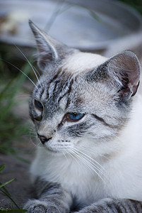 猫咪宠物眼睛小猫动物灰色哺乳动物条纹毛皮蓝色图片