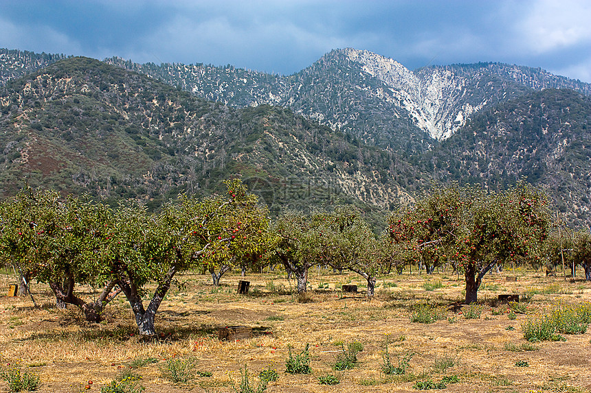 南加利福尼亚州的苹果果园图片