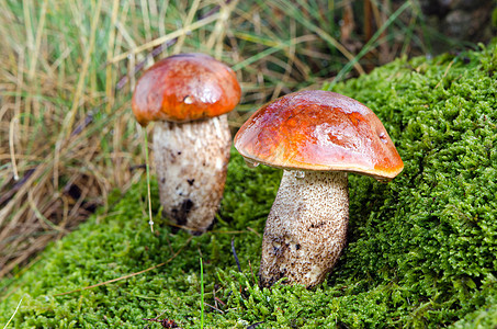 红海帽的树叶尾附蘑菇 在苔上图片