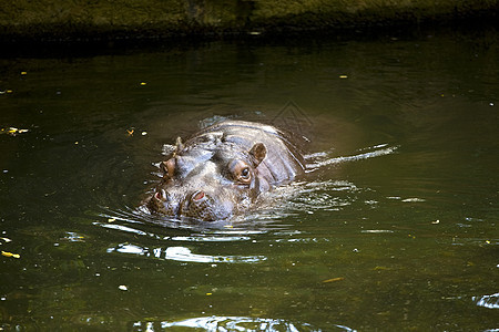 Hippo 将头压在水上鼻孔游泳动物绿色哺乳动物生物休息背景图片