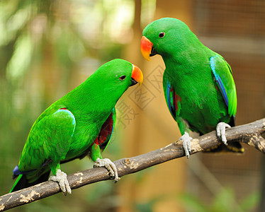 几只绿色食人鹦鹉翅膀野生动物宠物荒野动物异国夫妻热带情调绿色图片