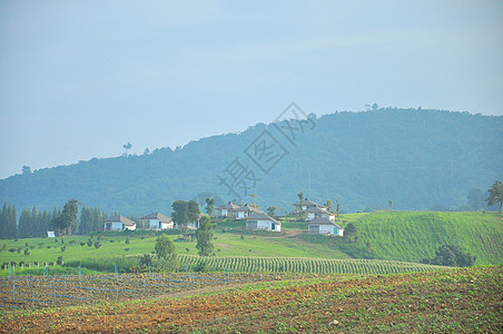 东北农场看法绿色农场稻田农业食物背景乡村粮食场地背景