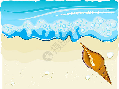 海滩上的海壳牡蛎冲浪海马生活海浪海鲜石头锥体贝类珍珠图片