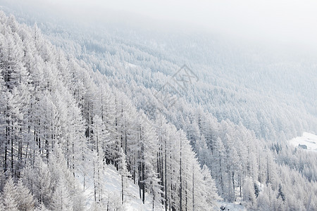 积雪中的森林环境季节阳光降雪公园高地旅行照明木头蓝色图片