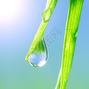 闪光水滴树叶阳光太阳生长刀刃液体叶子气候雨滴植物图片