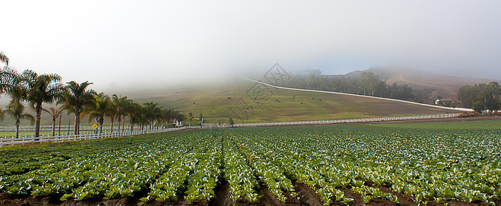 南加利福尼亚州南部荒雾牧场图片