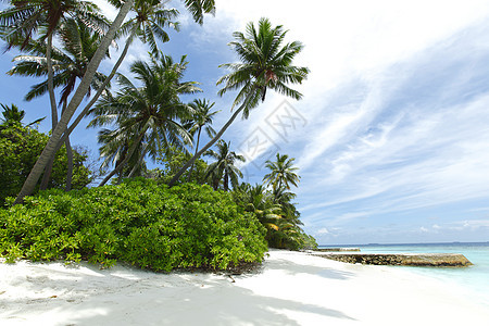 海滩上的棕榈树旅行旅游天堂阳光椰子植物海洋叶子天气假期图片