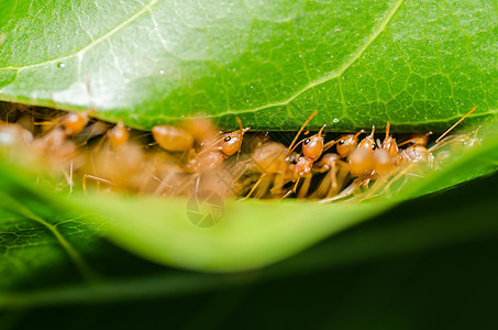 红色 ant 团队合作丛林叶子宏观森林昆虫工人力量漏洞图片