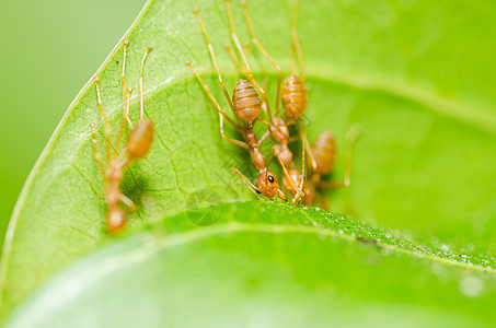 红色 ant 团队合作森林力量昆虫漏洞丛林工人宏观叶子图片