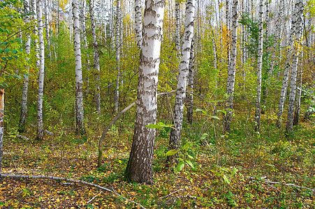 在秋天的白树林中团体衬套荒野植物场景树木叶子树林森林植物群图片