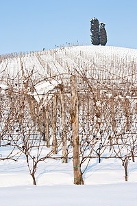 托斯卡纳 冬天的酒厂农村农场丘陵自然葡萄园酒精时间藤蔓国家农产品图片