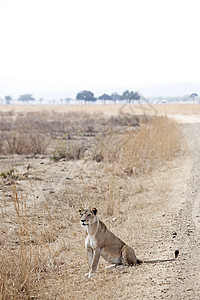 野狮食肉公园野生动物狮子荒野黄色国家鬃毛捕食者男性图片