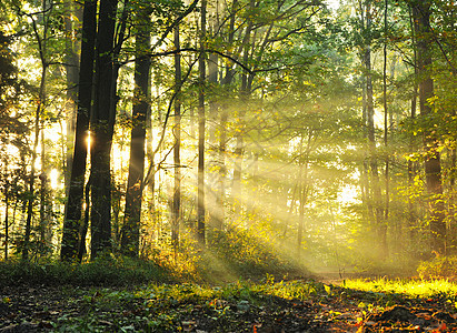 秋林日光场景国家射线旅行晴天公园树木林地荒野图片