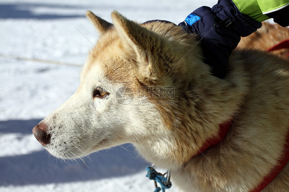 西伯利亚雪橇犬运动动物白色雪橇朋友犬类哺乳动物毛皮团队宠物图片