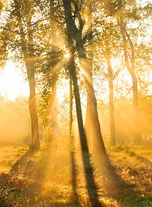 美丽秋秋场景环境国家树干木头城市阳光薄雾季节森林图片