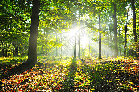 秋天黎明魔法阳光风景阴影森林人行道山毛榉太阳场景公园图片