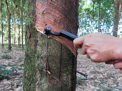 橡胶树采木金属乳胶松紧带树液工作收获生产橡皮森林农场图片