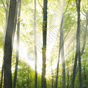 秋天黎明场景森林季节林地人行道叶子射线阳光木头薄雾图片