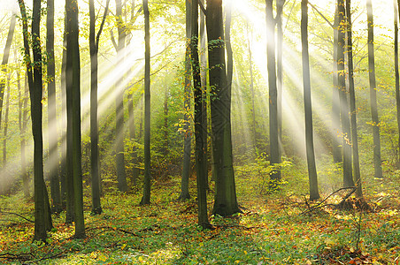森林叶子射线木头绿色植物树干树叶阴影植物光束树木图片