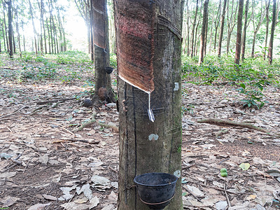橡胶树场景收获牛奶资源丛林生长液体来源乳胶木头图片