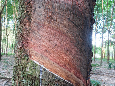 橡胶树资源场地风景花园收获生长杯子木头来源森林图片