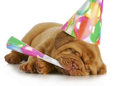 生日小狗乐趣动物帽子犬类喜剧喇叭宠物派对舌头情感图片