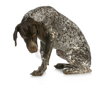 坏狗猎犬孤独巧克力情感工作室眼睛指针犬类悲伤动物图片
