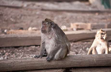 猴子雕刻脊椎动物母亲灵长类尾巴废墟森林野生动物动物蟹猴图片