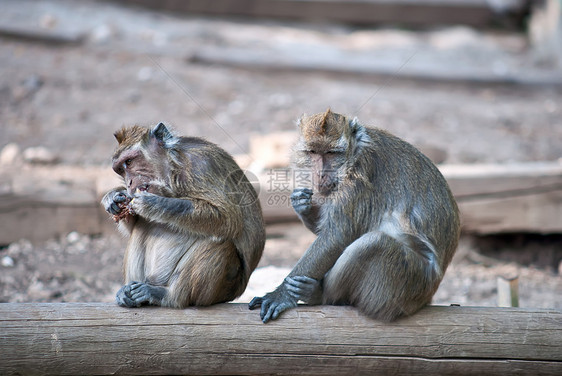 猴子丛林森林头发哺乳动物灵长类猕猴母亲苔藓女性脊椎动物图片