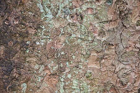 科特克斯纹理 树皮植物苔藓植被皮肤木头晴天皮层树干公园材料图片