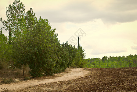 耶路撒冷附近的秋季森林 以色列灌木丛植被风景绿色石头条纹树木白色全景巨石图片