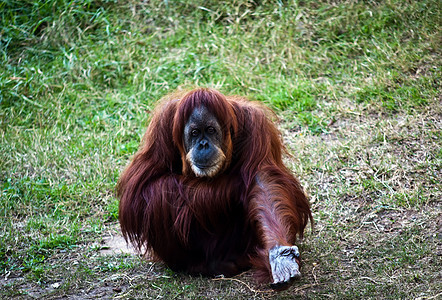 奥兰古塔大副动物园男性野生动物猩猩女性图片