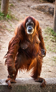 奥兰古塔女性动物园野生动物男性猩猩大副图片