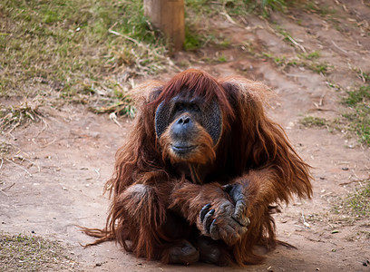 奥兰古塔动物园男性大副猩猩女性野生动物图片