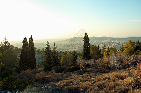 以色列的自然性质蓝色树木场地天蓝色天空历史衬套生态教养灌木图片