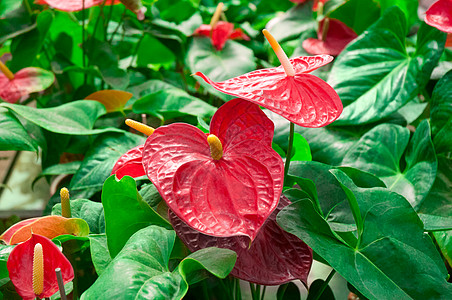 泰国红花粉色异国热带火烈鸟情调红色黄色花园宏观植物图片