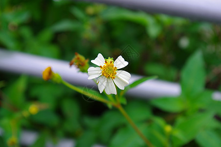 中国山丘脚下美丽的花朵 华美的花朵农村地球山麓植物学土壤荒野环境黏土晨报村庄图片