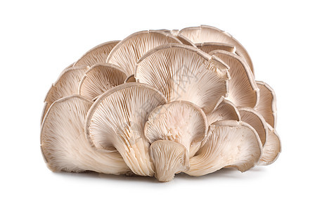 孤立的生牡蛎蘑菇图片